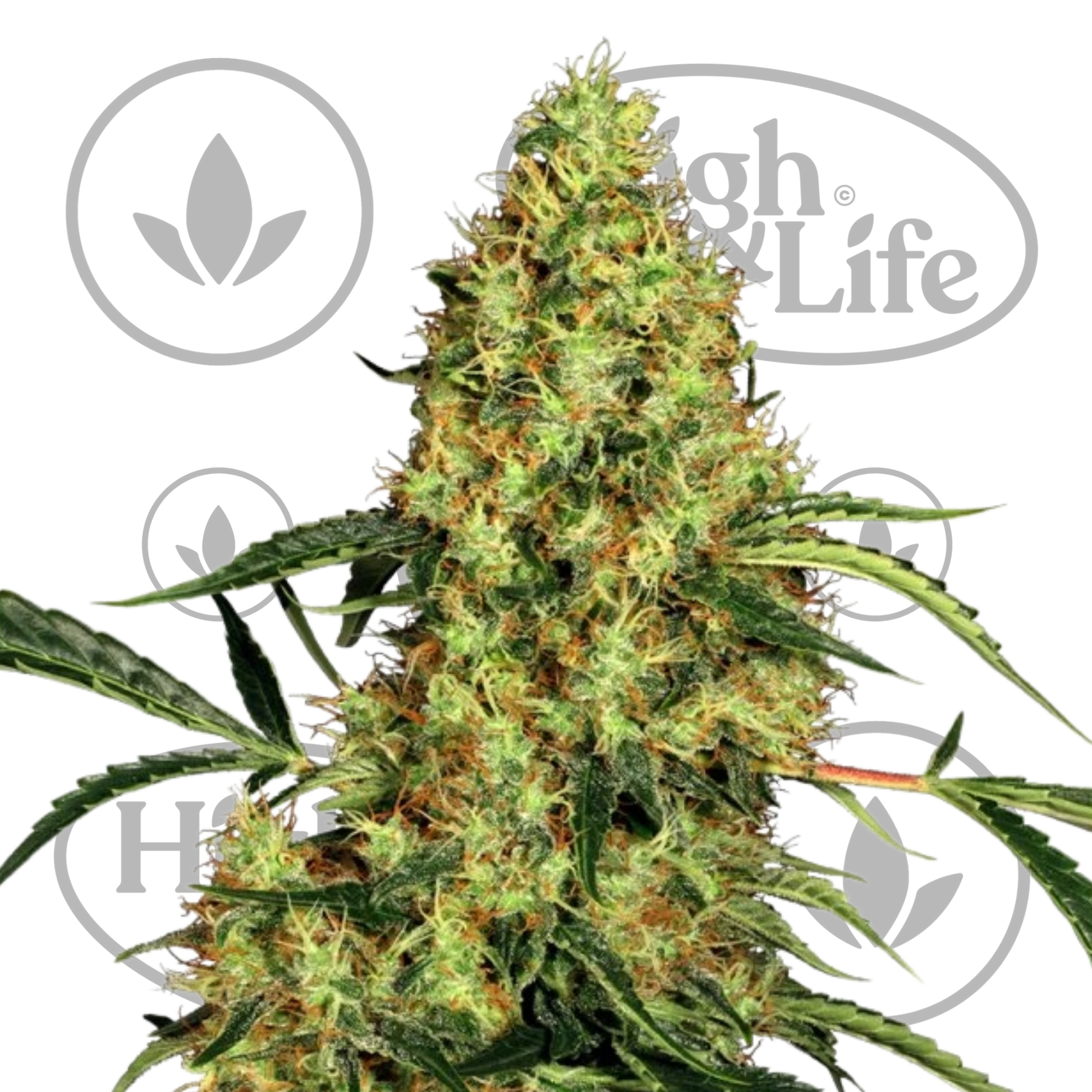 Osta Mexican Sativa kannabiksen siemenet High & Life Storesta