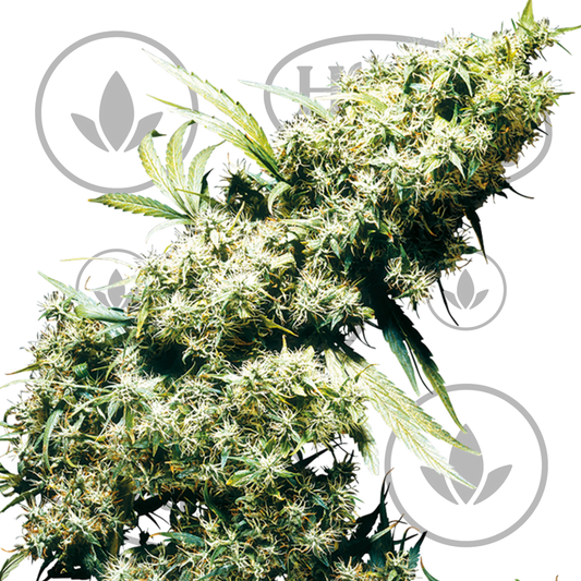 Osta Jamaican Pearl kannabiksen siemenet High & Life Storesta