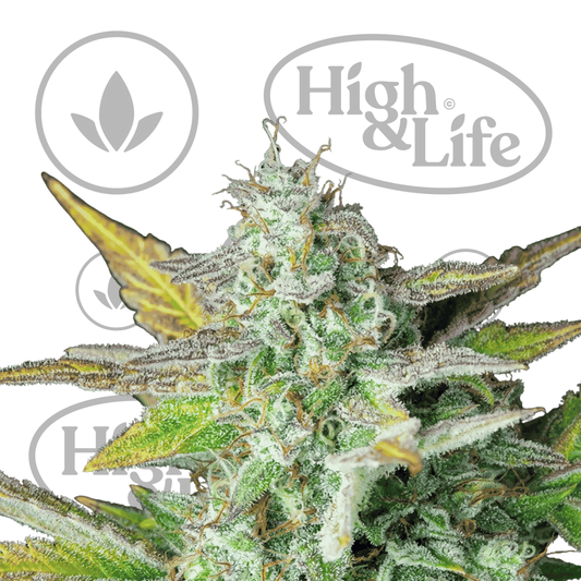 Osta Quick One (Auto) kannabiksen siemenet High & Life Storesta