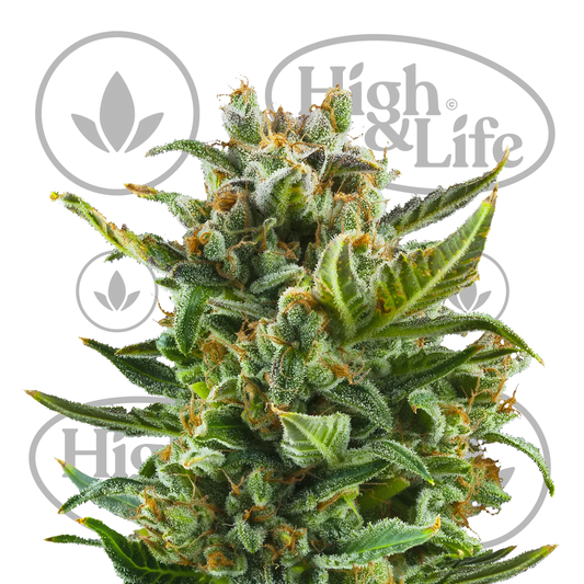 Osta White Widow (Auto) kannabiksen siemenet High & Life Storesta