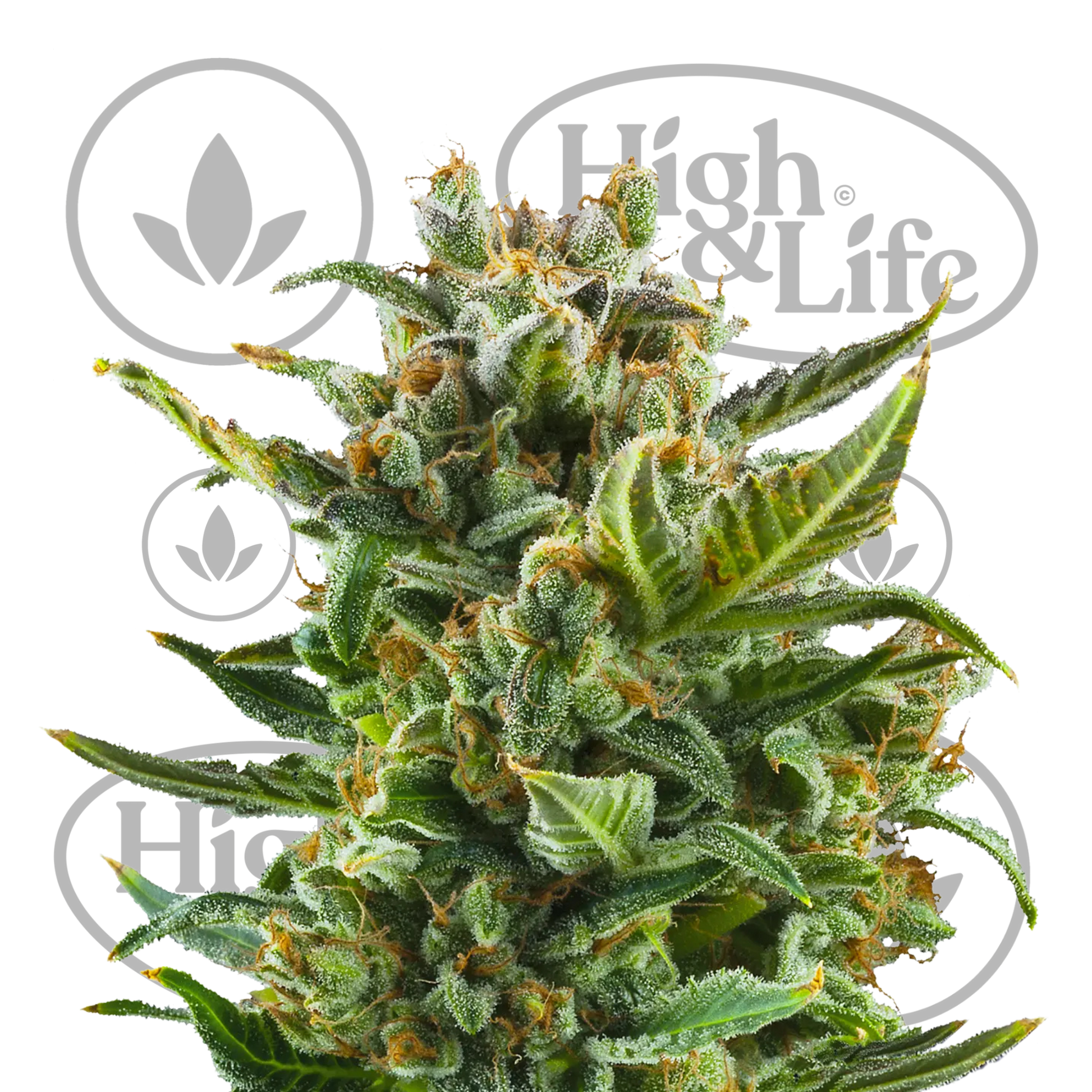 Osta White Widow (Auto) kannabiksen siemenet High & Life Storesta
