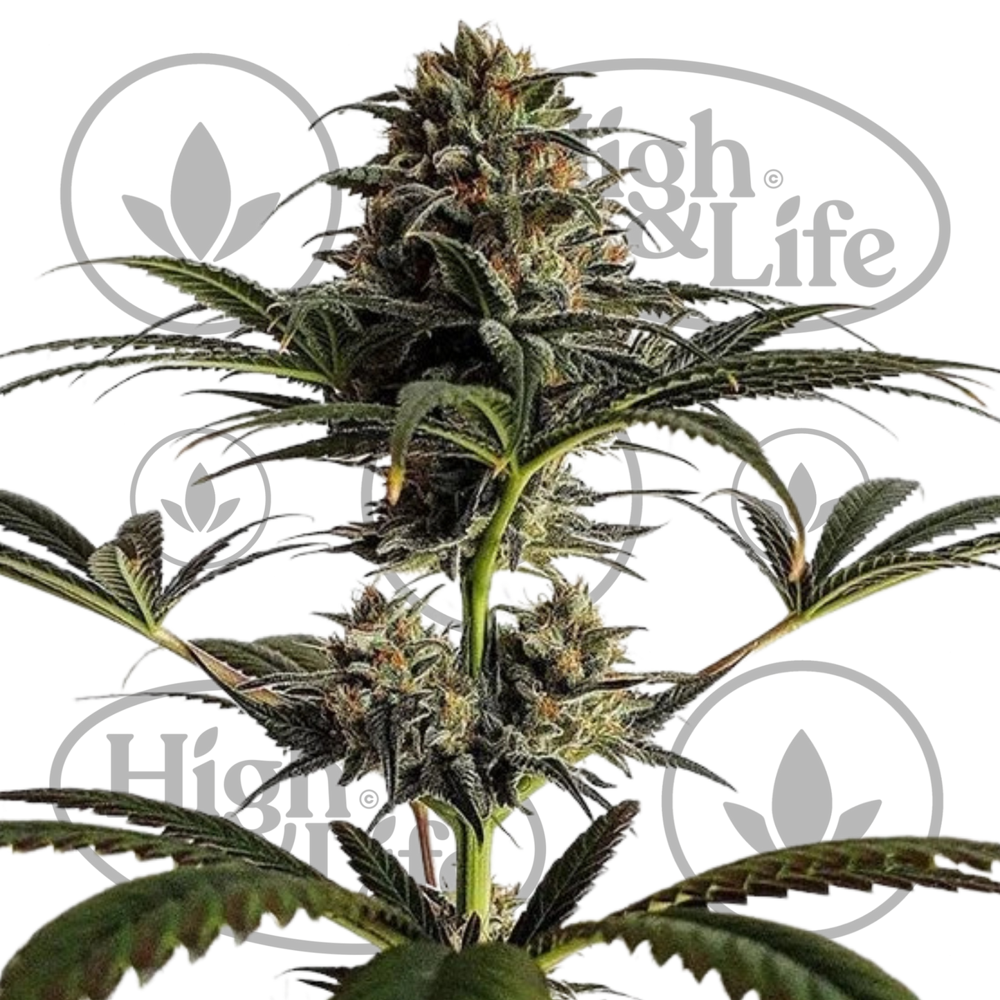 Osta Dance World kannabiksen siemenet High & Life Storesta