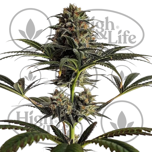 Osta Dance World kannabiksen siemenet High & Life Storesta