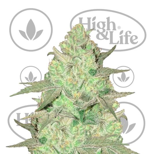 Osta Royal Highness kannabiksen siemenet High & Life Storesta