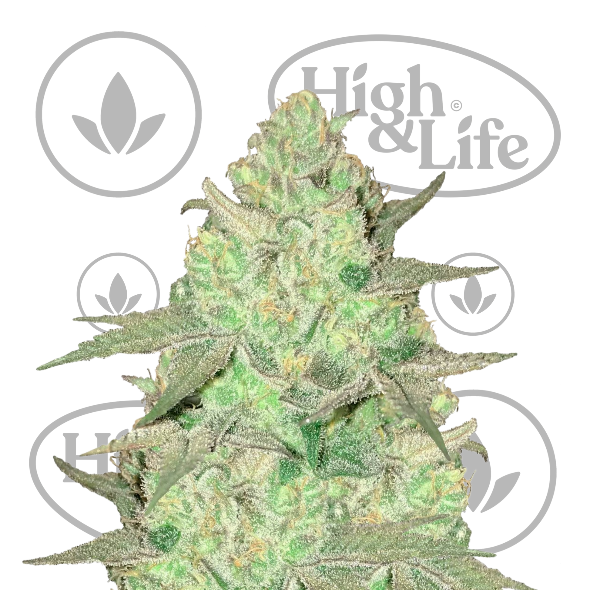 Osta Royal Highness kannabiksen siemenet High & Life Storesta