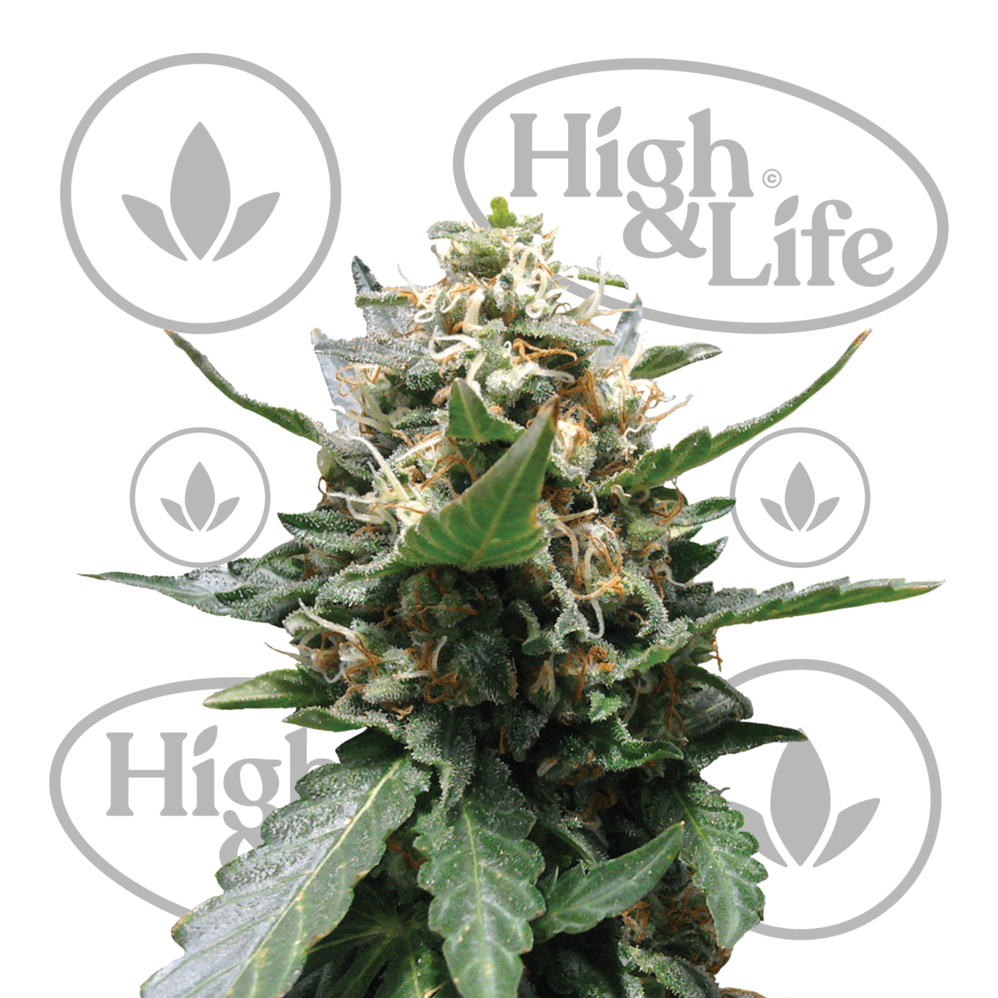 Osta Royal Medic kannabiksen siemenet High & Life Storesta