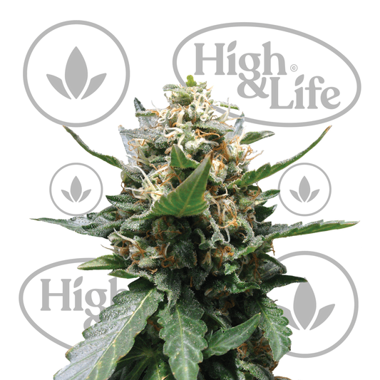 Osta Royal Medic kannabiksen siemenet High & Life Storesta