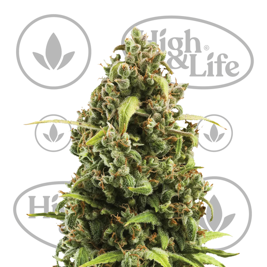 Osta Diesel Automatic kannabiksen siemenet High & Life Storesta