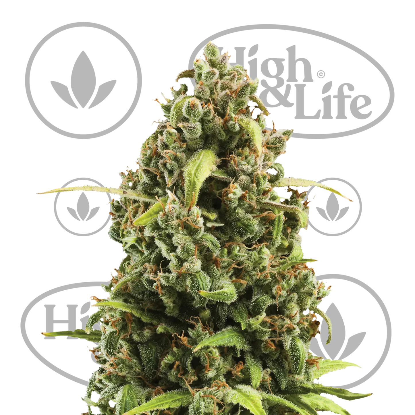 Osta Diesel Automatic kannabiksen siemenet High & Life Storesta