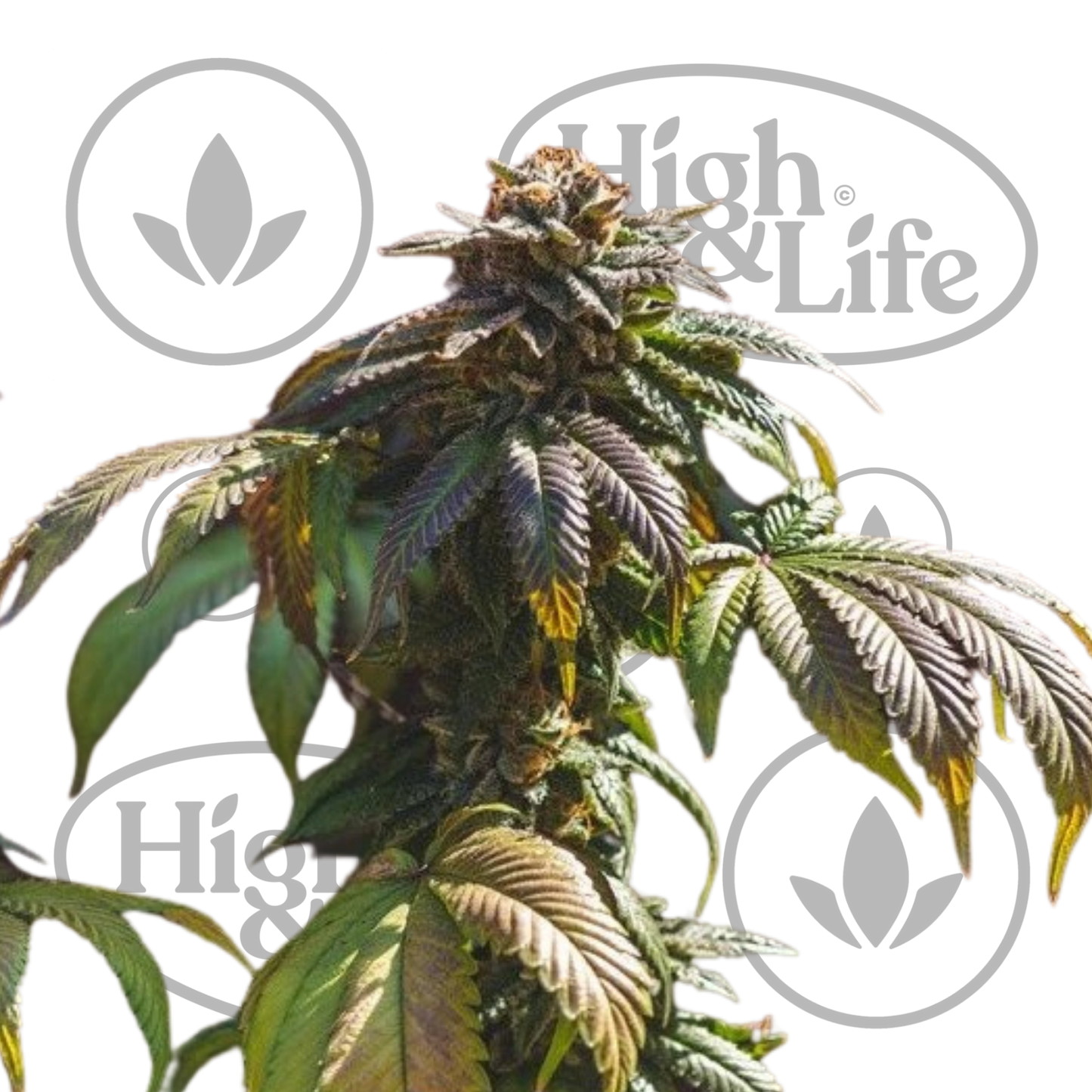 Osta Euphoria CBD kannabiksen siemenet High & Life Storesta