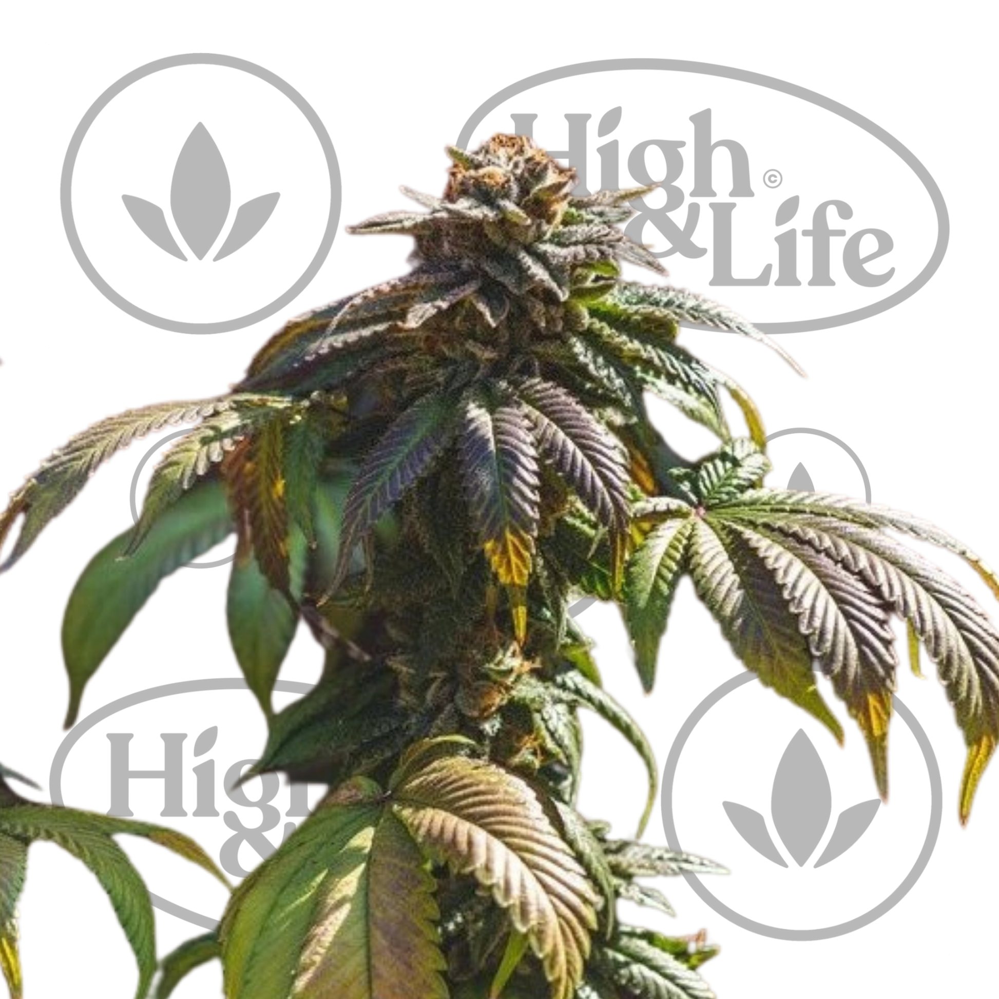 Osta Euphoria CBD kannabiksen siemenet High & Life Storesta