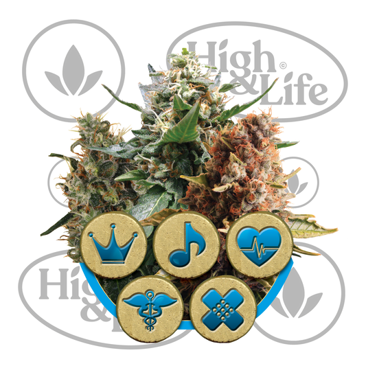 Osta CBD Medical Mix kannabiksen siemenet High & Life Storesta