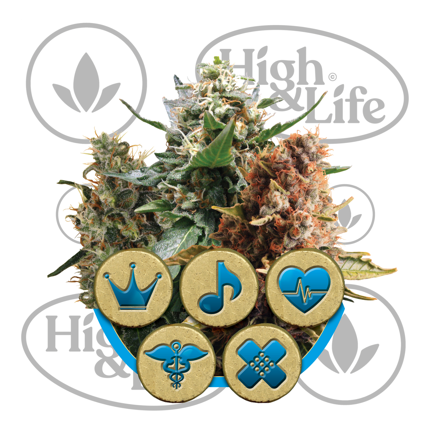 Osta CBD Medical Mix kannabiksen siemenet High & Life Storesta