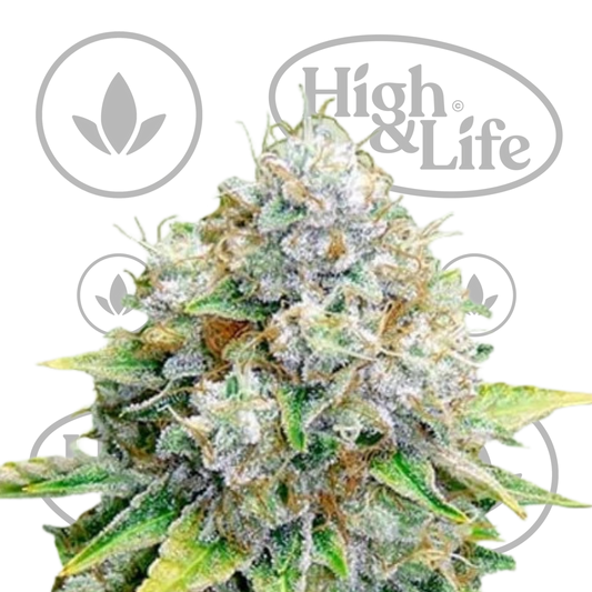 Osta OG Kush kannabiksen siemenet High & Life Storesta