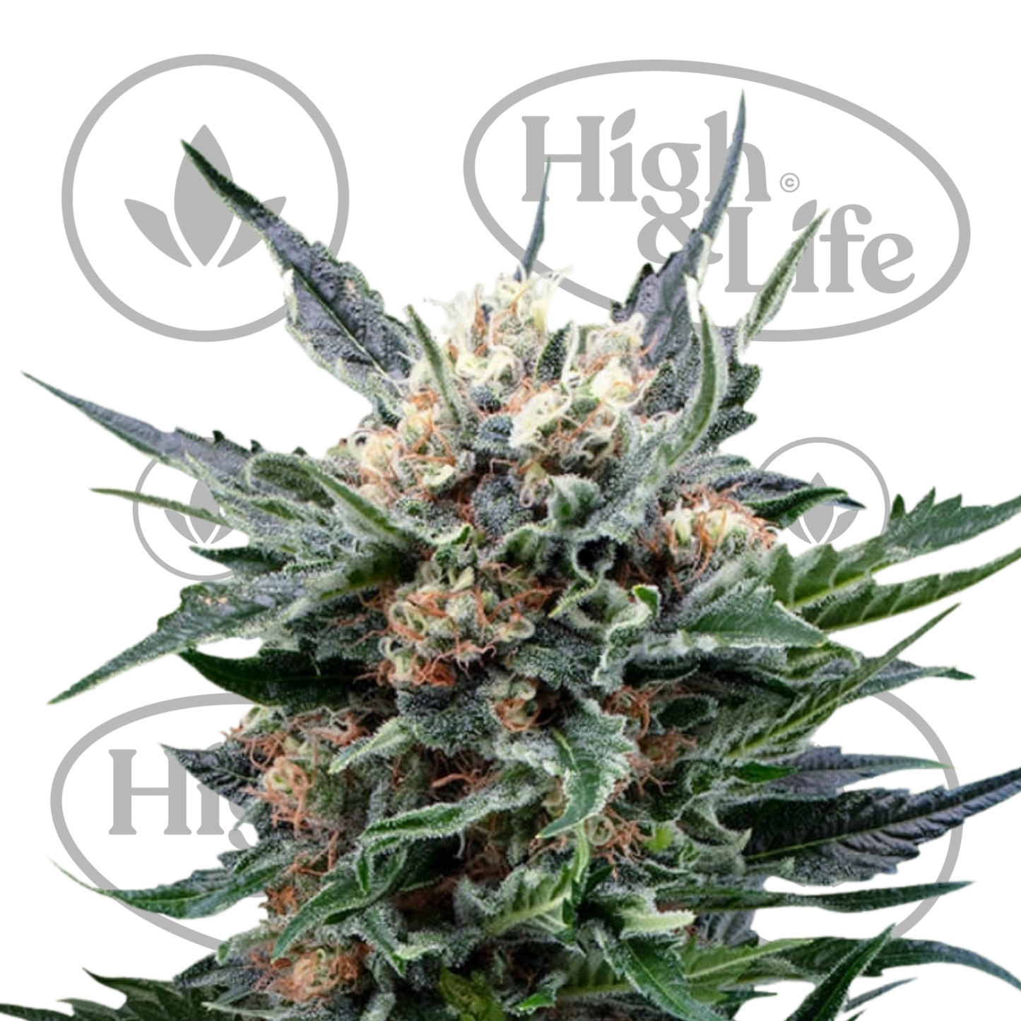 Osta Mother Gorilla kannabiksen siemenet High & Life Storesta