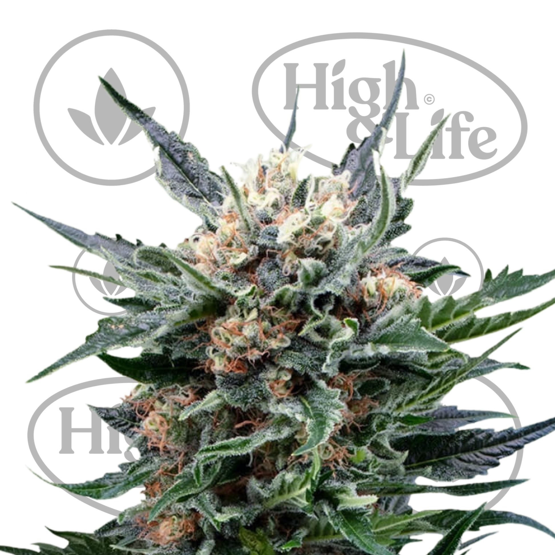 Osta Mother Gorilla kannabiksen siemenet High & Life Storesta