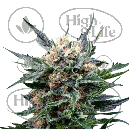 Osta Mother Gorilla kannabiksen siemenet High & Life Storesta