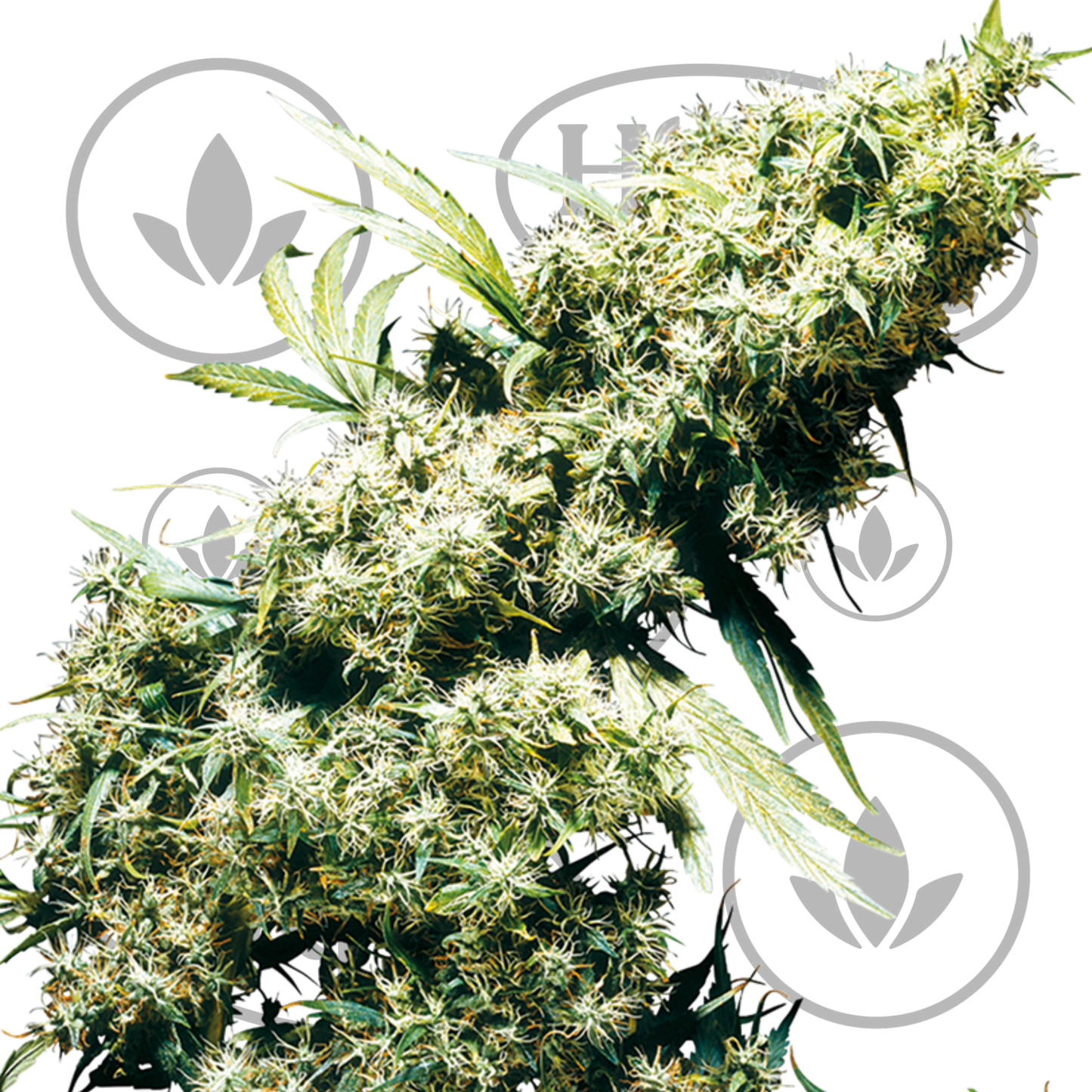 Osta Jamaican Pearl kannabiksen siemenet High & Life Storesta