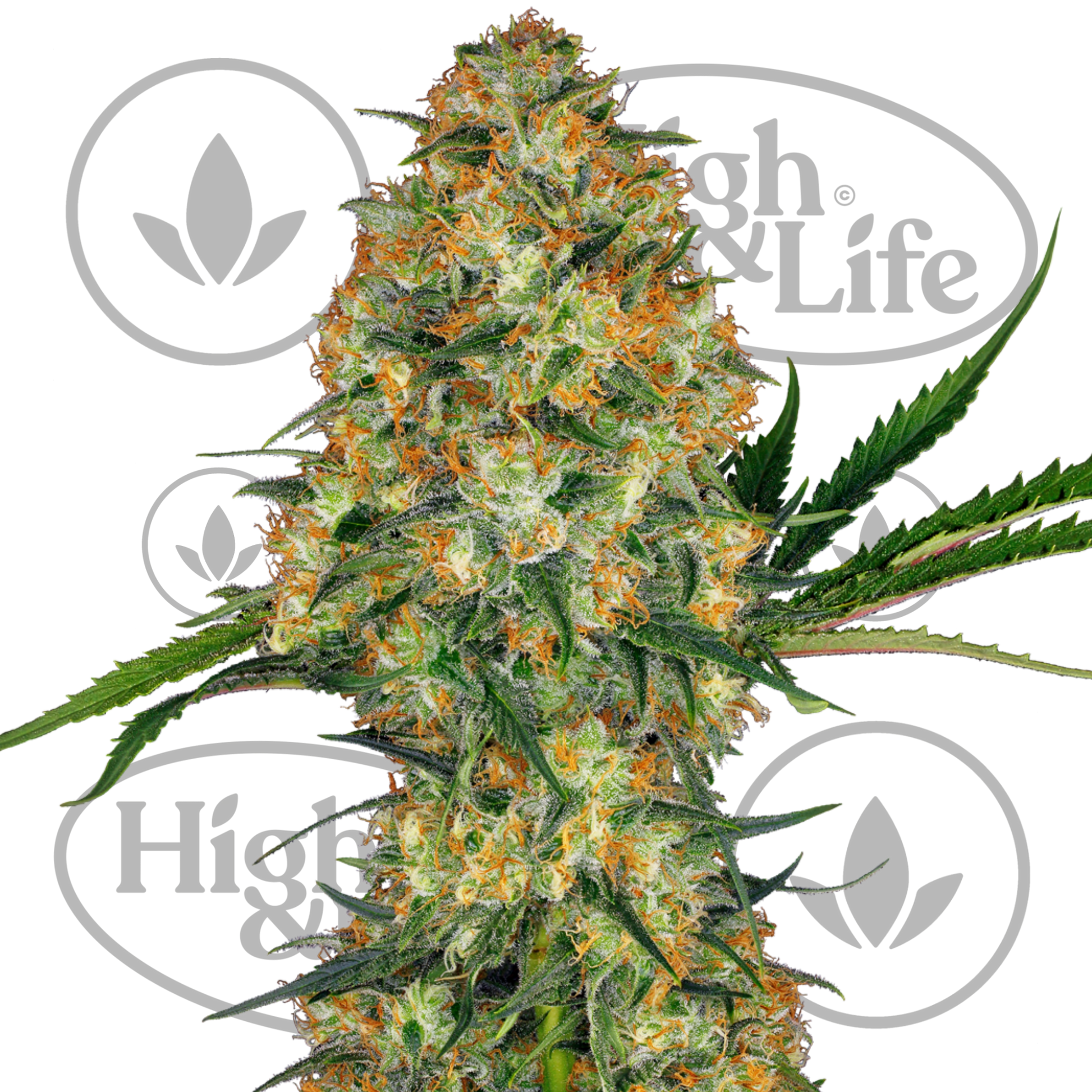 Osta Hindu Kush kannabiksen siemenet High & Life Storesta