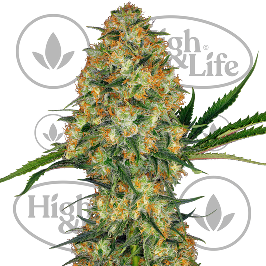 Osta Hindu Kush kannabiksen siemenet High & Life Storesta