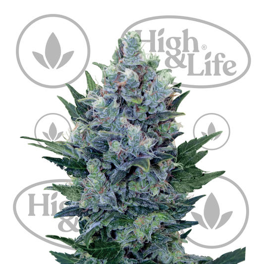 Osta RQS Northern Lights (Auto) kannabiksen siemenet High & Life Storesta
