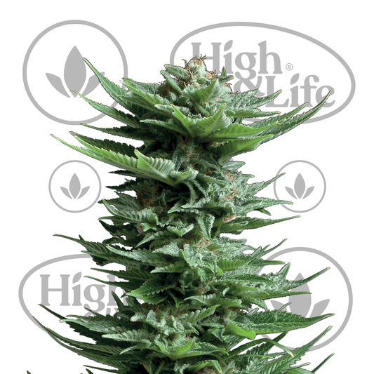 Osta Shining Silver Haze kannabiksen siemenet High & Life Storesta