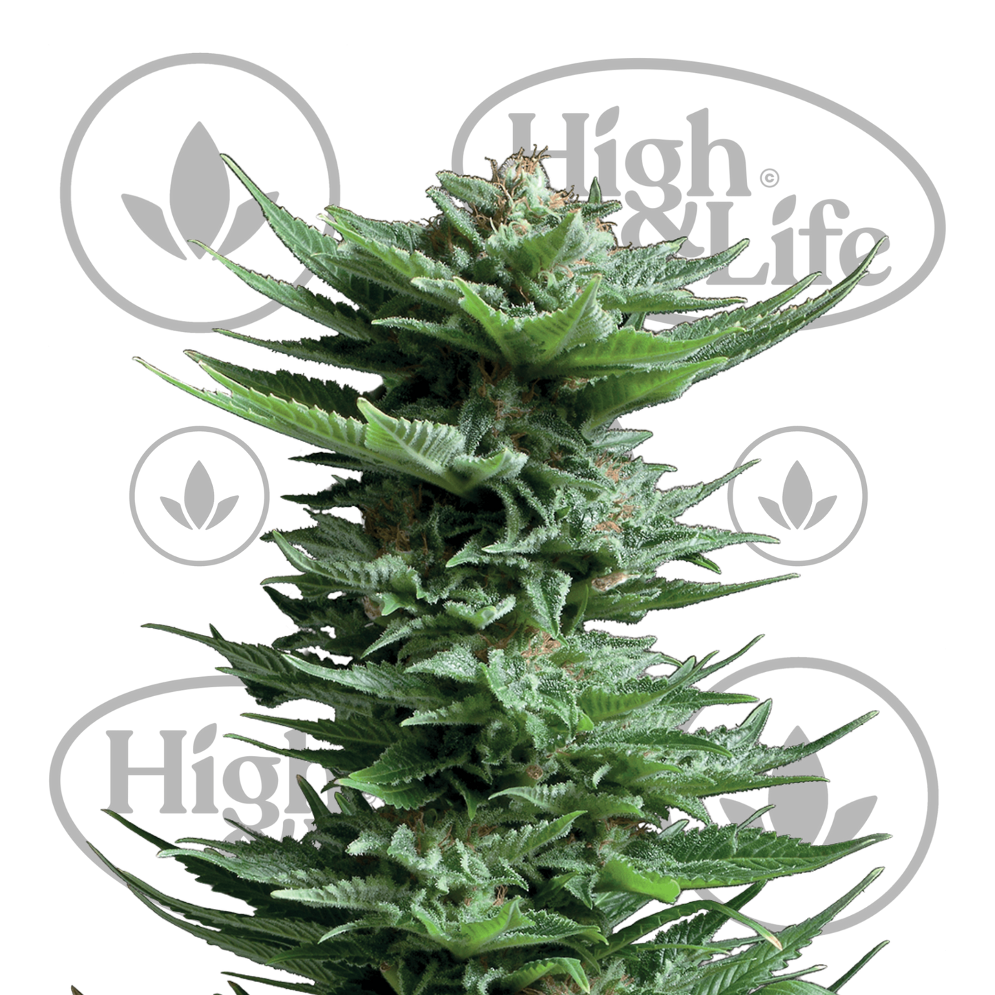Osta Shining Silver Haze kannabiksen siemenet High & Life Storesta