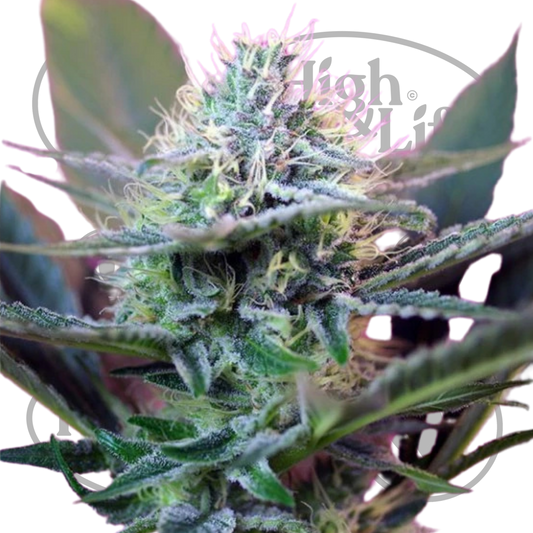 Osta Plus Speed Auto kannabiksen siemenet High & Life Storesta