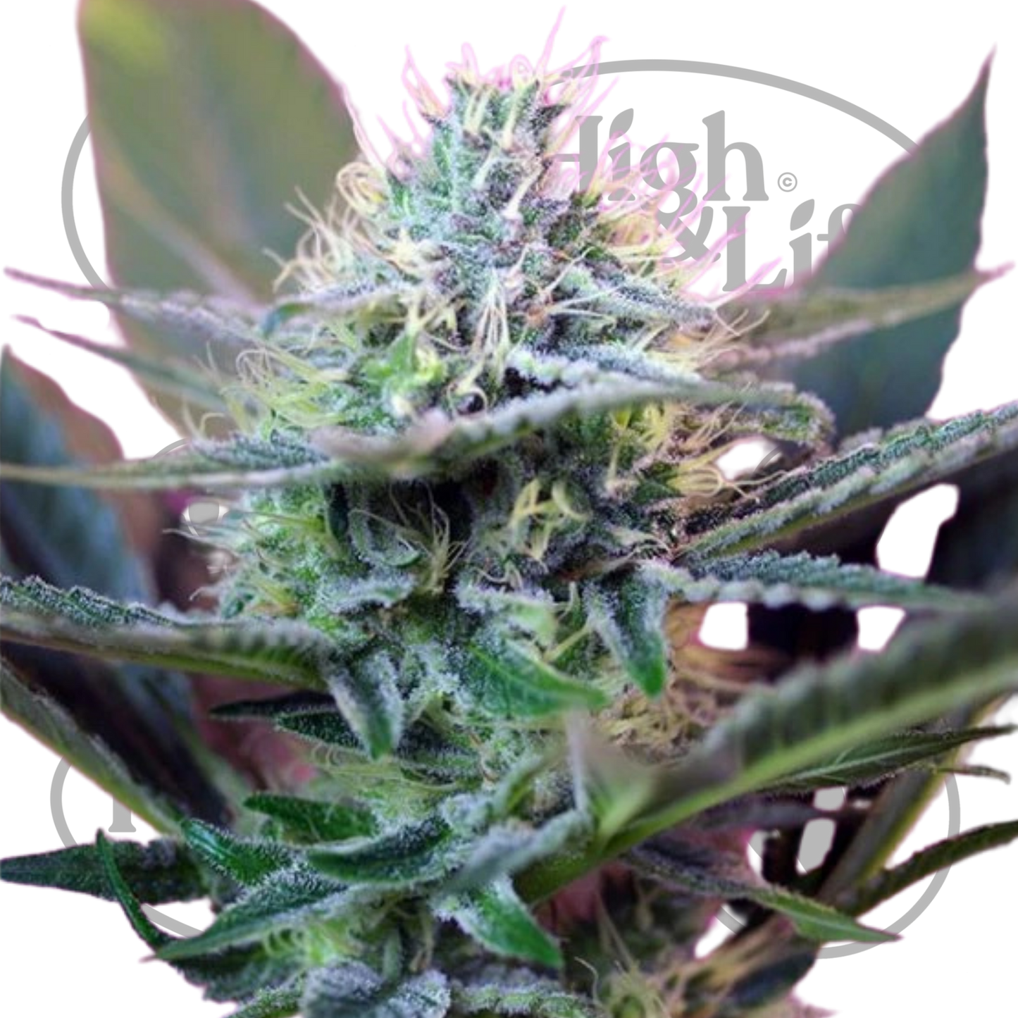 Osta Plus Speed Auto kannabiksen siemenet High & Life Storesta