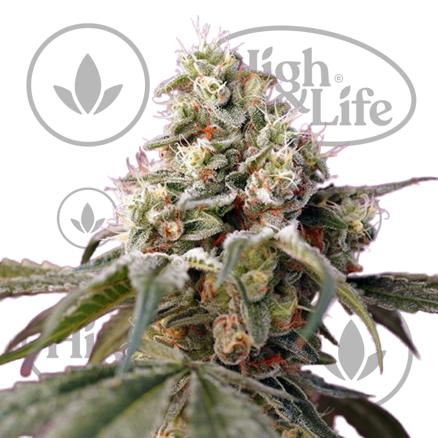 Osta Bruce Banner Auto kannabiksen siemenet High & Life Storesta