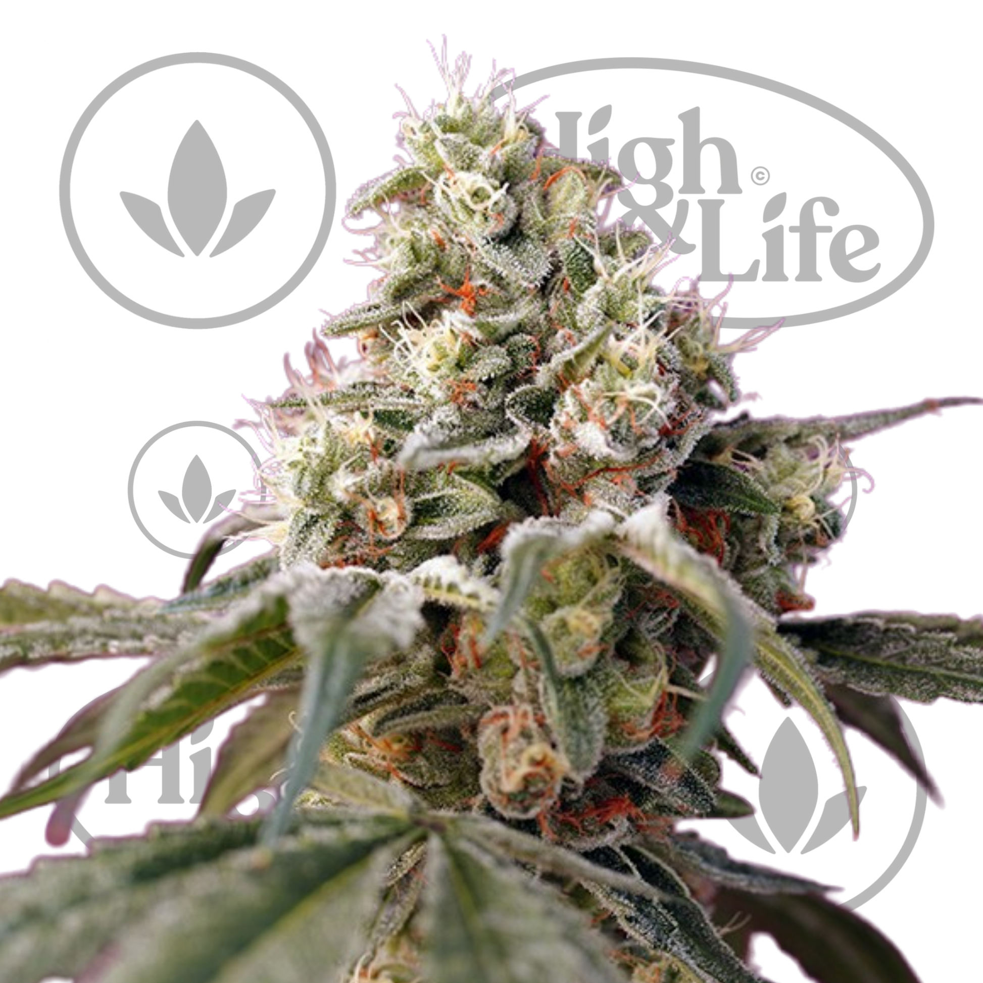 Osta Bruce Banner Auto kannabiksen siemenet High & Life Storesta