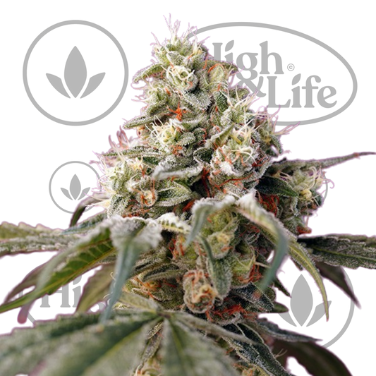 Osta Bruce Banner Auto kannabiksen siemenet High & Life Storesta