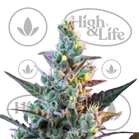 Osta Sweet Skunk F1 Fast kannabiksen siemenet High & Life Storesta