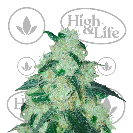 Osta Sweet Cheese kannabiksen siemenet High & Life Storesta