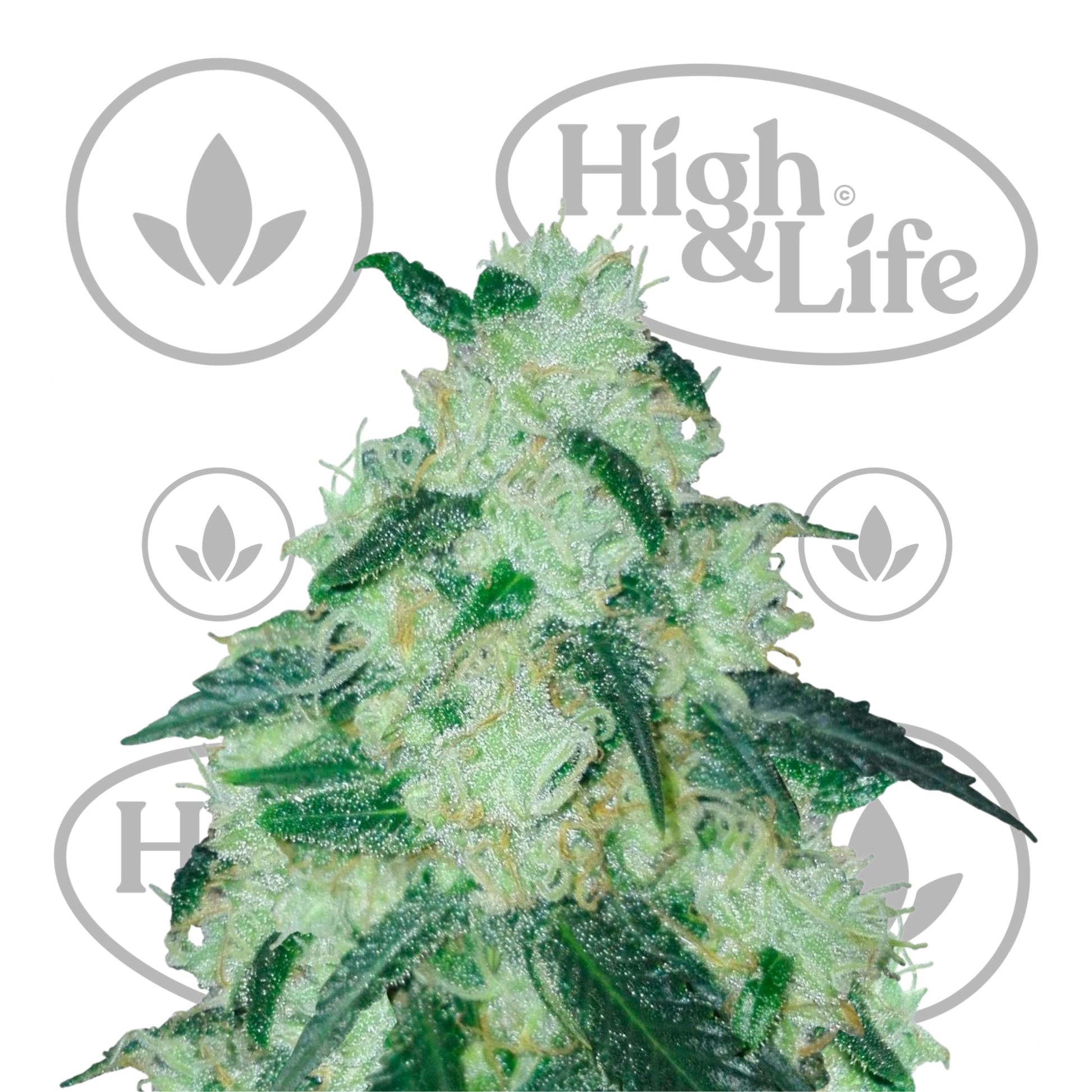 Osta Sweet Cheese kannabiksen siemenet High & Life Storesta