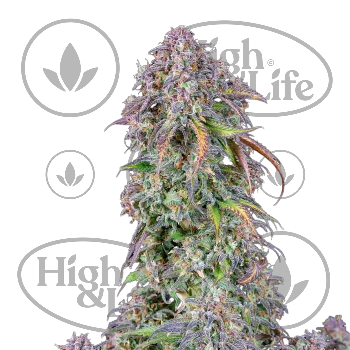 Osta Blueberry Auto kannabiksen siemenet High & Life Storesta