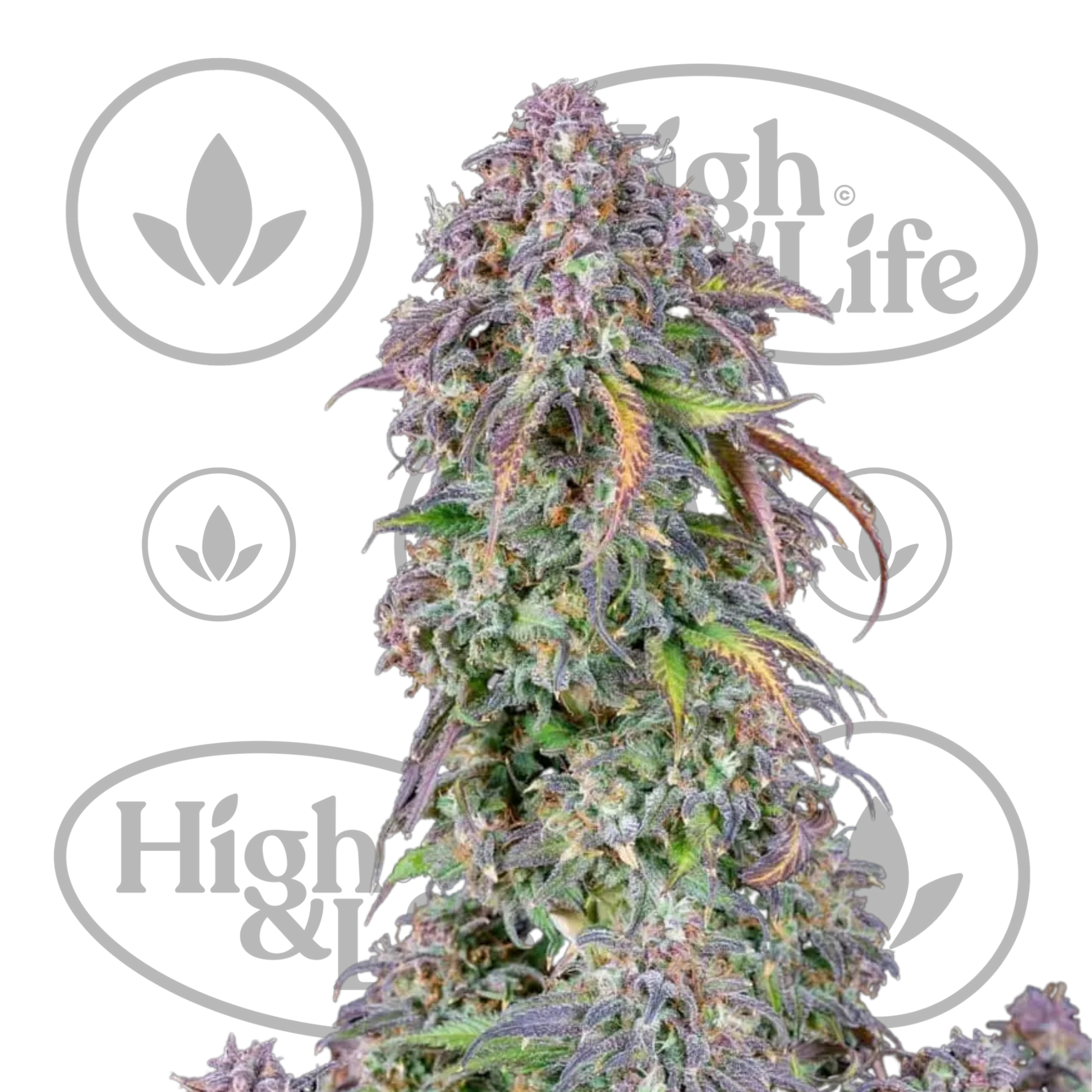 Osta Blueberry Auto kannabiksen siemenet High & Life Storesta