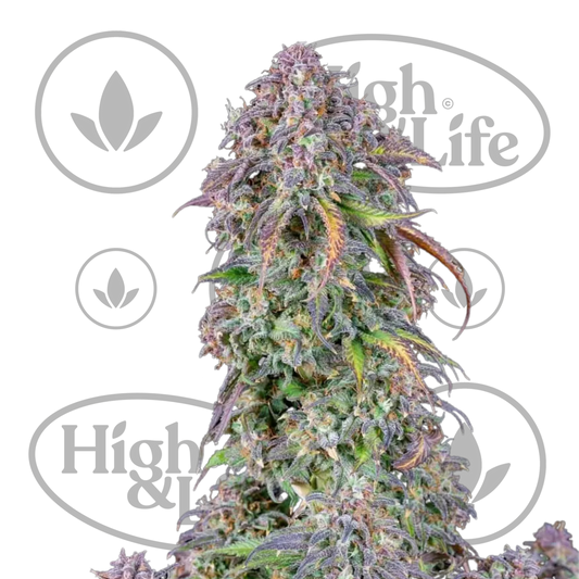 Osta Blueberry Auto kannabiksen siemenet High & Life Storesta