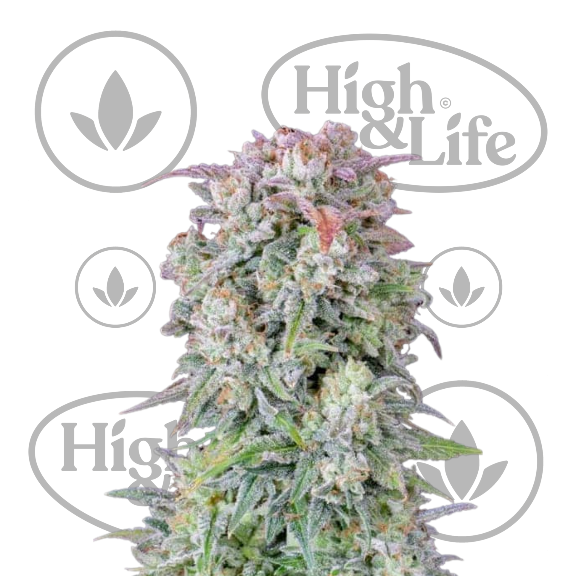 Osta Afghan Kush Auto kannabiksen siemenet High & Life Storesta