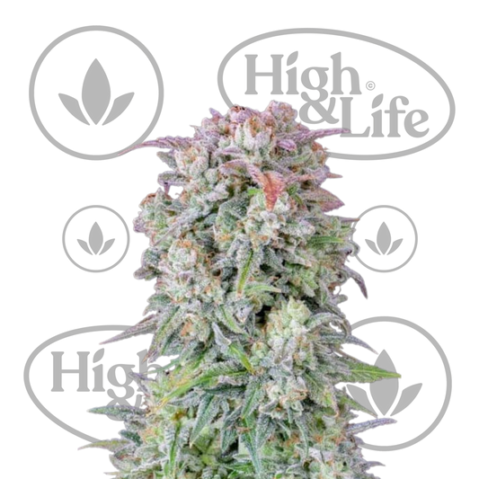 Osta Afghan Kush Auto kannabiksen siemenet High & Life Storesta