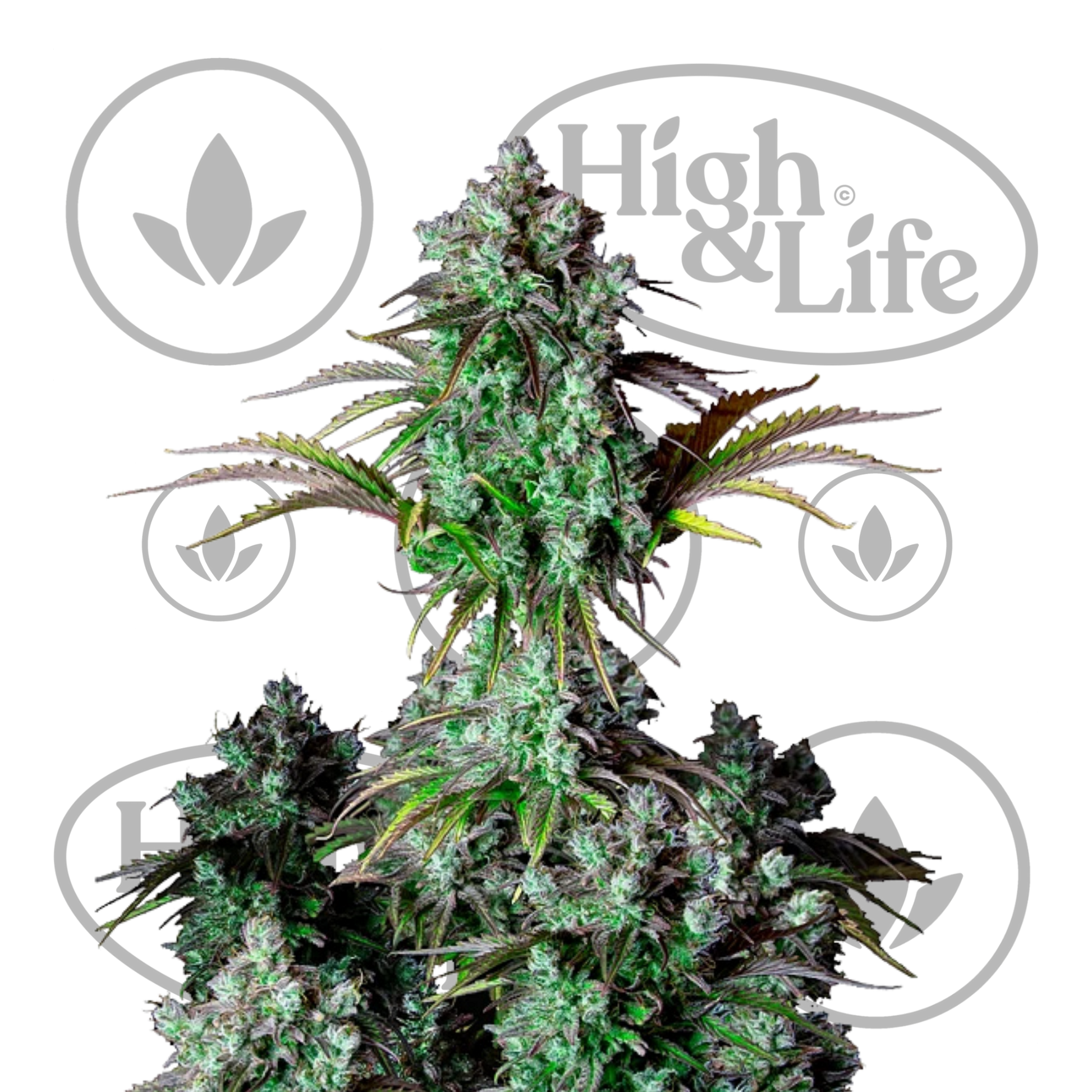 Osta Big Bud Auto kannabiksen siemenet High & Life Storesta