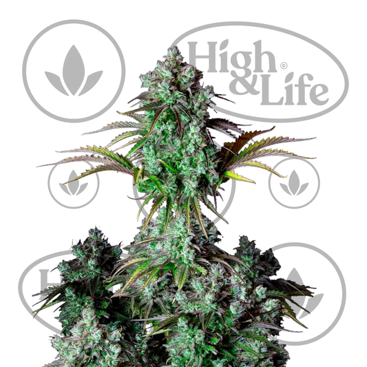 Osta Big Bud Auto kannabiksen siemenet High & Life Storesta