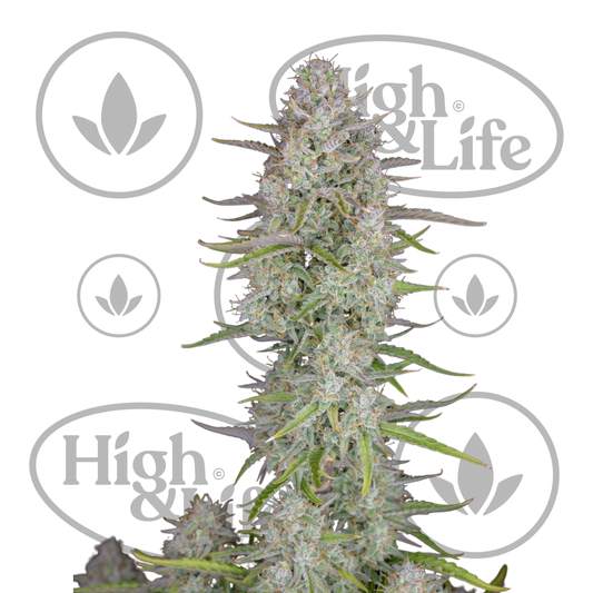 Osta Wedding Cheesecake Auto kannabiksen siemenet High & Life Storesta