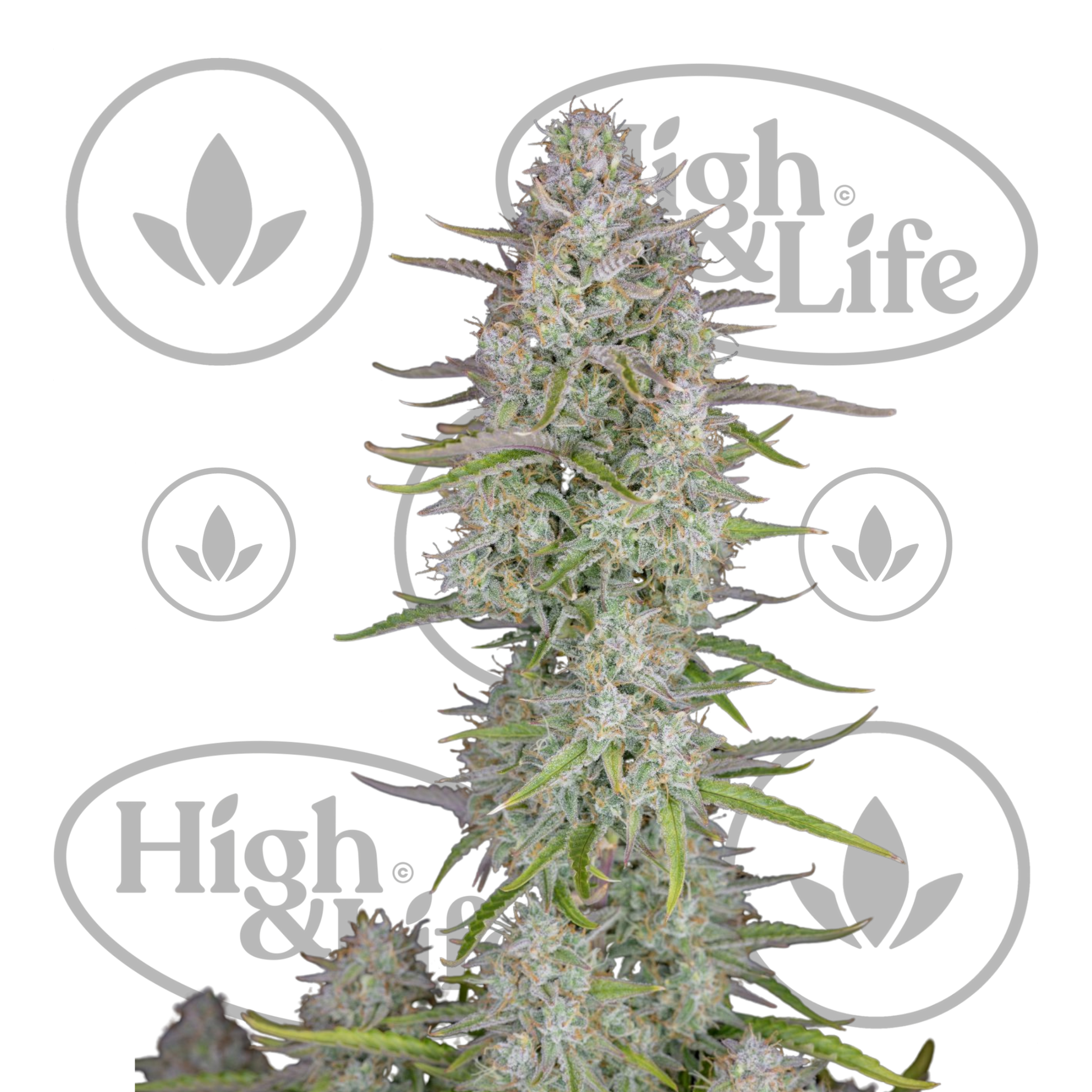 Osta Wedding Cheesecake Auto kannabiksen siemenet High & Life Storesta