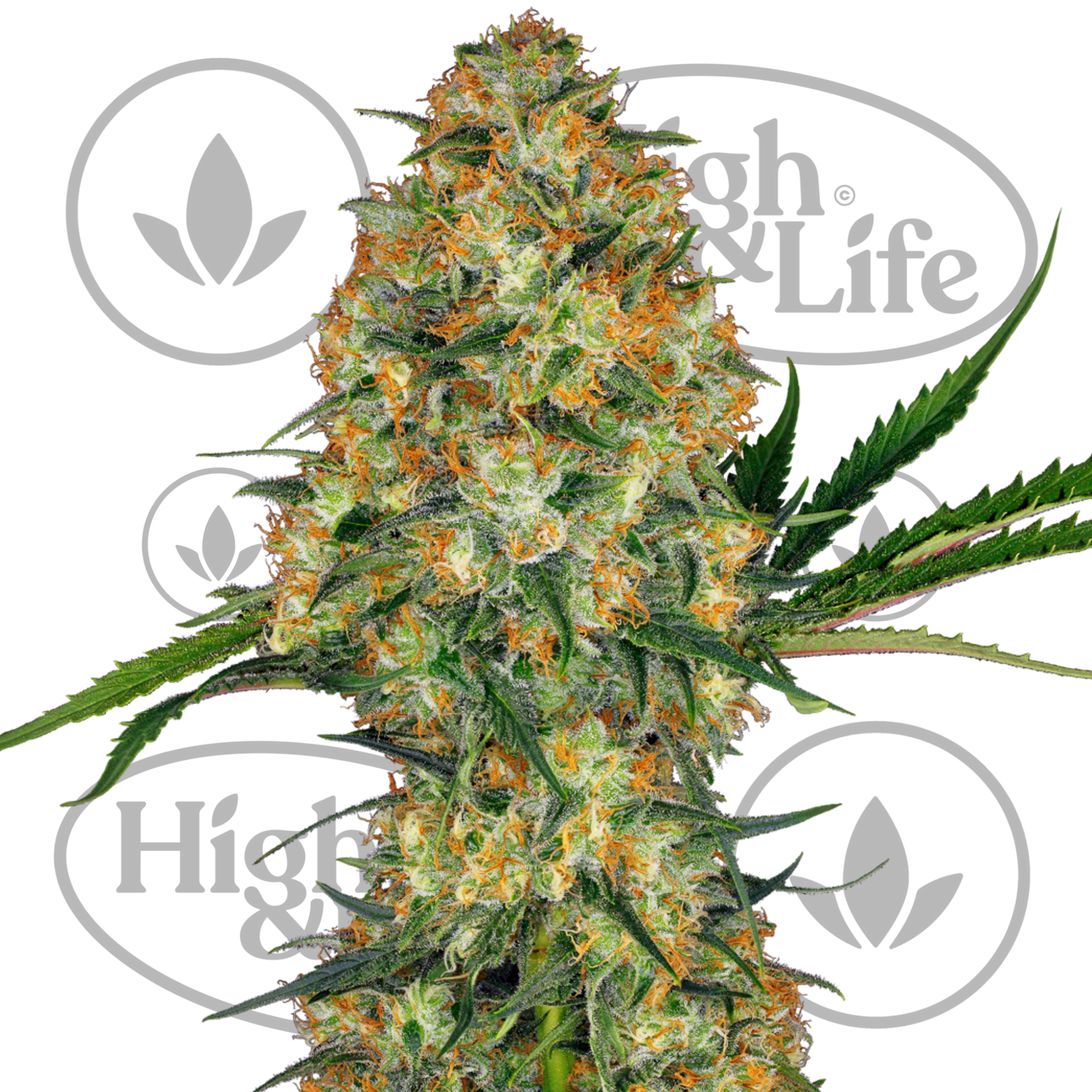 Osta Hindu Kush kannabiksen siemenet High & Life Storesta