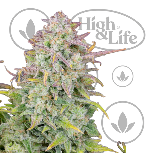 Osta Original Trainwreck Auto kannabiksen siemenet High & Life Storesta