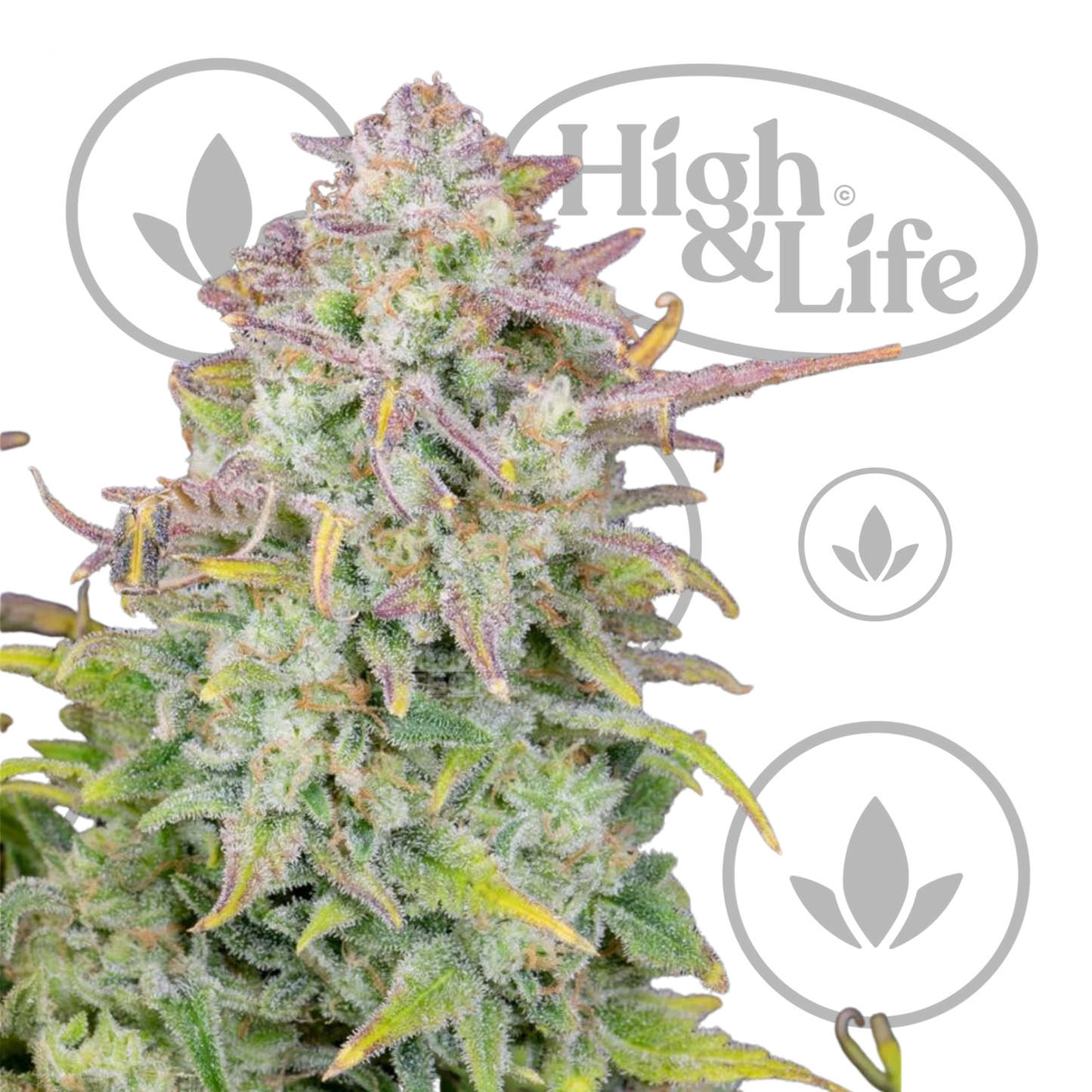 Osta Original Trainwreck Auto kannabiksen siemenet High & Life Storesta