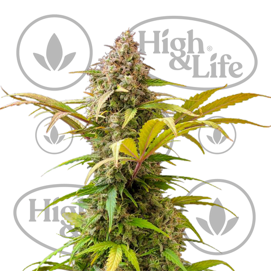 Osta Lowryder #2 Auto kannabiksen siemenet High & Life Storesta