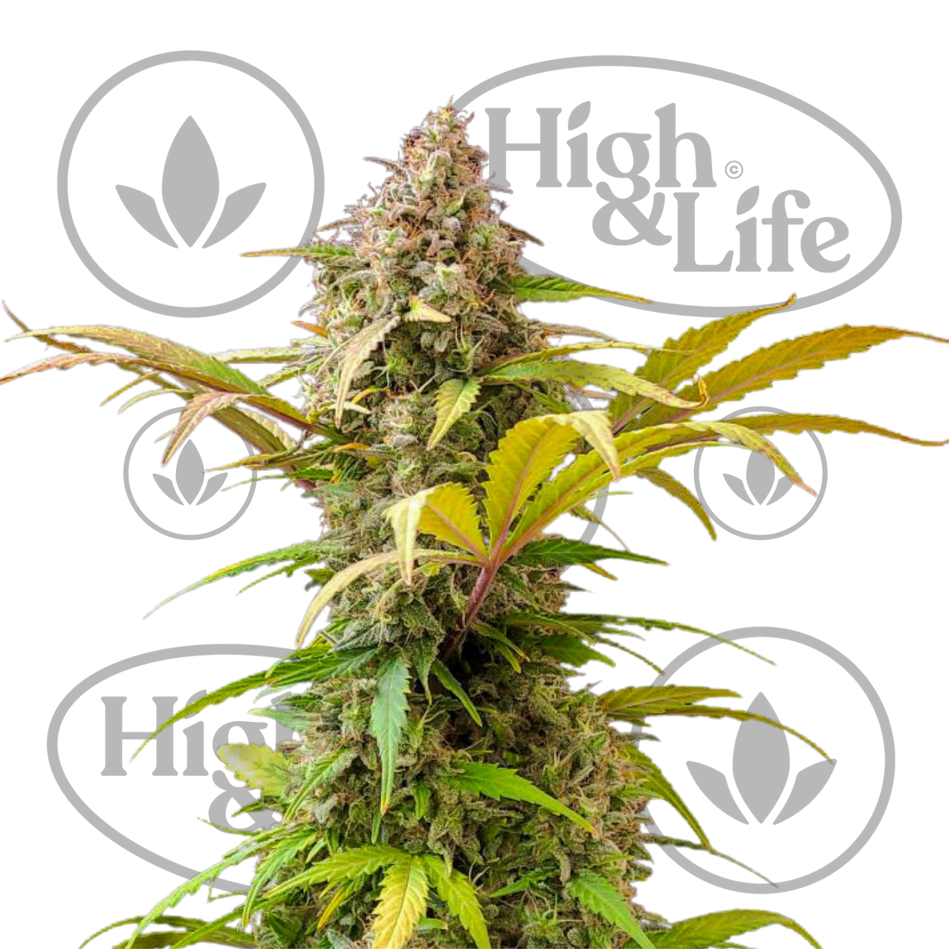 Osta Lowryder #2 Auto kannabiksen siemenet High & Life Storesta