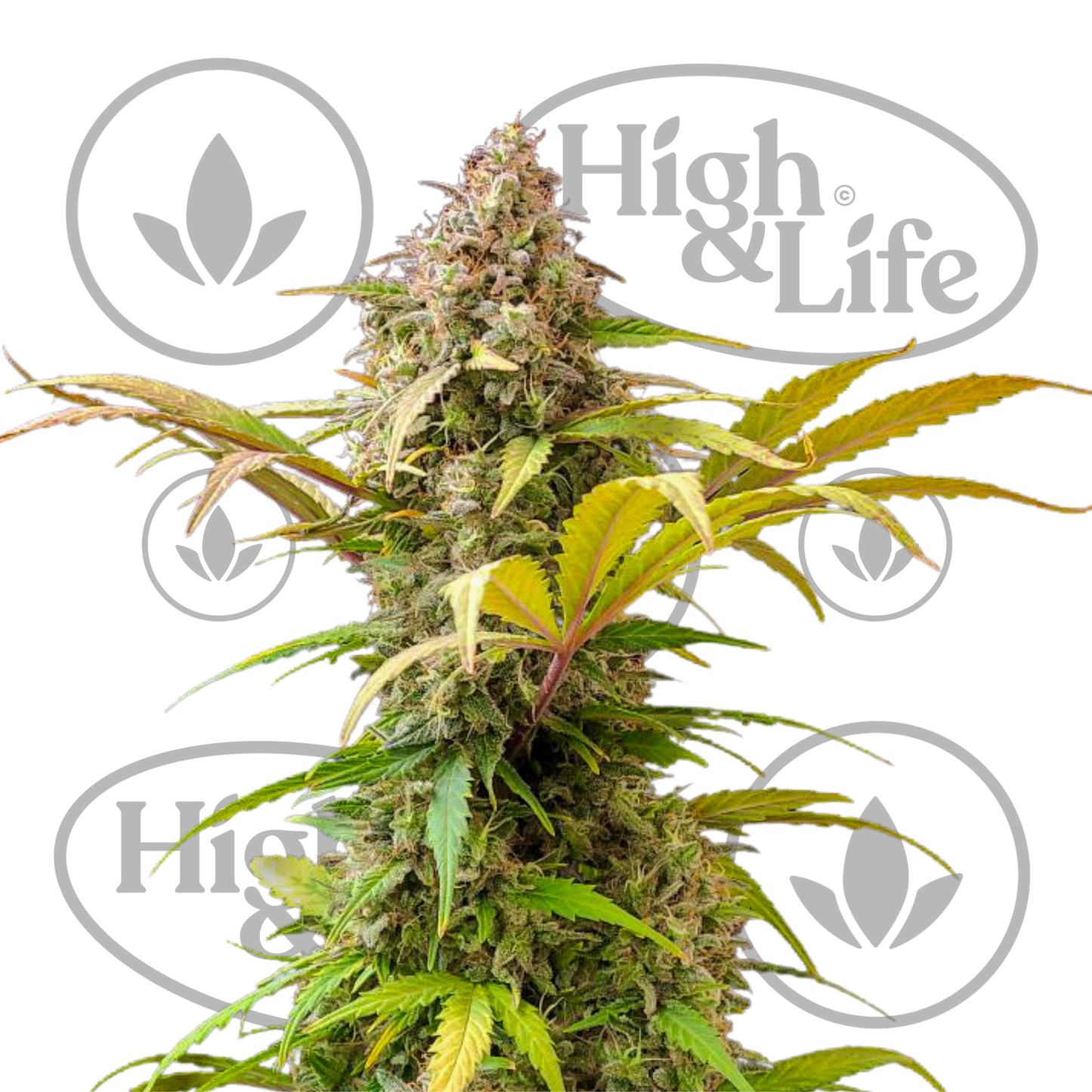 Osta Lowryder #2 Auto kannabiksen siemenet High & Life Storesta